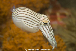 The Striped Pyjama Squid having a little swim. Nikon D80 ... by James Van Den Broek 